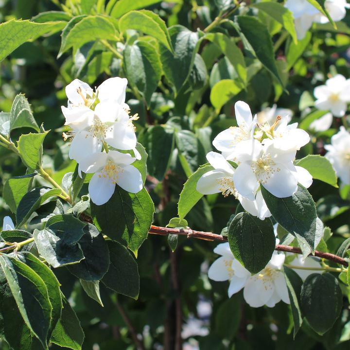 Actual product image Zulauf Pfeifenstrauch / Philadelphus coronarius (100 cm)