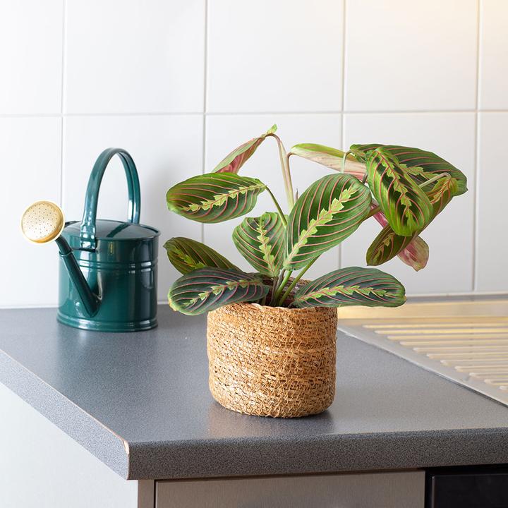 Actual product image VEG and the City Tanara (Arrowroot - Maranta leuconeura tricolor) (35 cm)