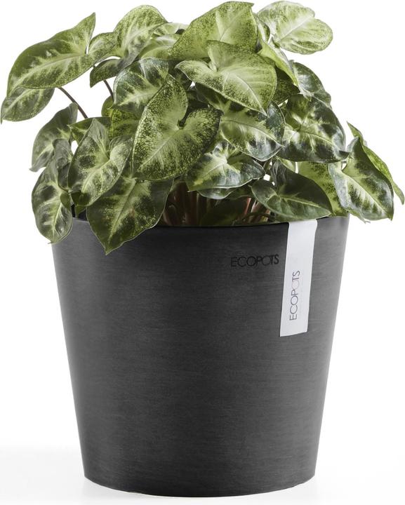 Image du produit Ecopots Amsterdam Mini (17 cm)
