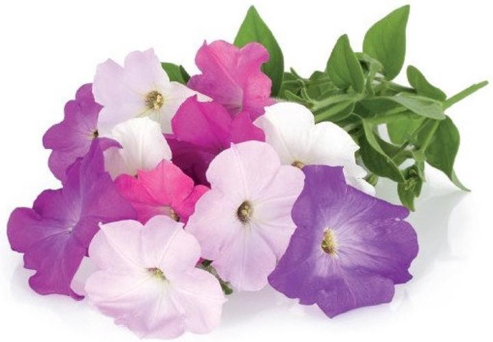 Actual product image Click and Grow Petunia (Flower seeds)