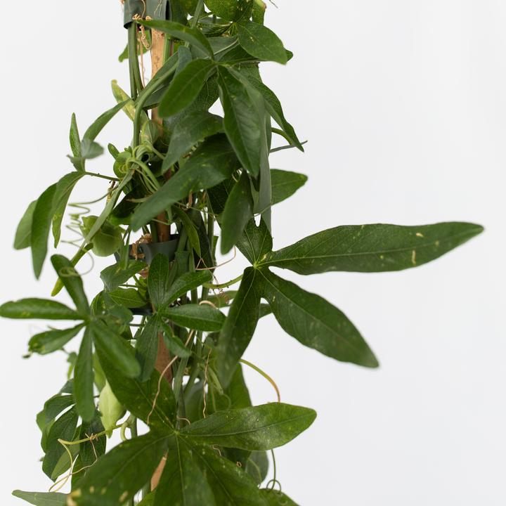 Produktbild Plant in a Box Passiflora caerulea 'Constance Elliott' - Passionsblume (110 cm)