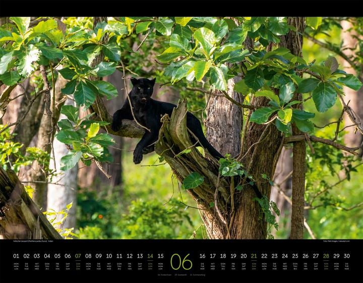 Produktbild Königreich der Katzen Kalender 2026 (54 x 42 cm, Englisch, Französisch, Deutsch)