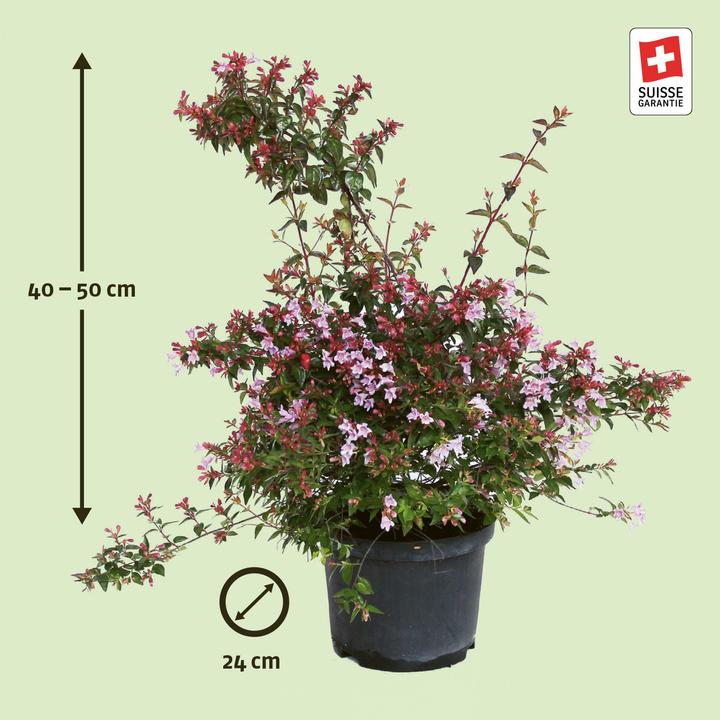 Produktbild Zulauf Abelie / Abelia 'Edward Goucher' (50 cm)