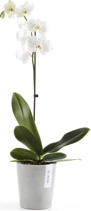 Image du produit Ecopots Morinda (14 cm)