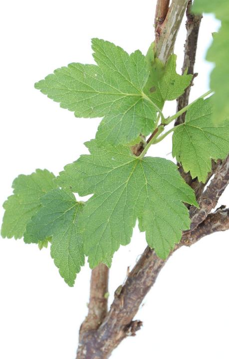Actual product image Plant in a Box Ribes nigrum Titania - set of 2 blackcurrants (90 cm)