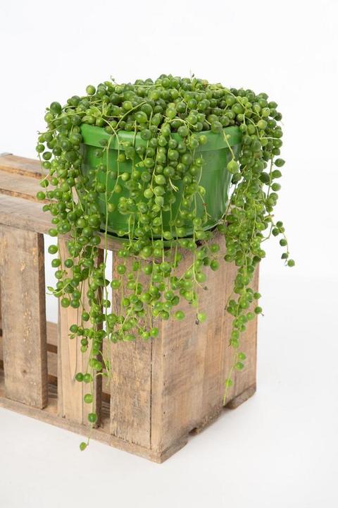 Produktbild VEG and the City Jais (Erbsen am Bande Senecio rowleynanus) (25 cm)