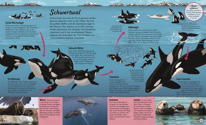 Actual product image Wasser (German, Eva Sixt, Sam Falconer, DK Verlag - Kids, 2022)