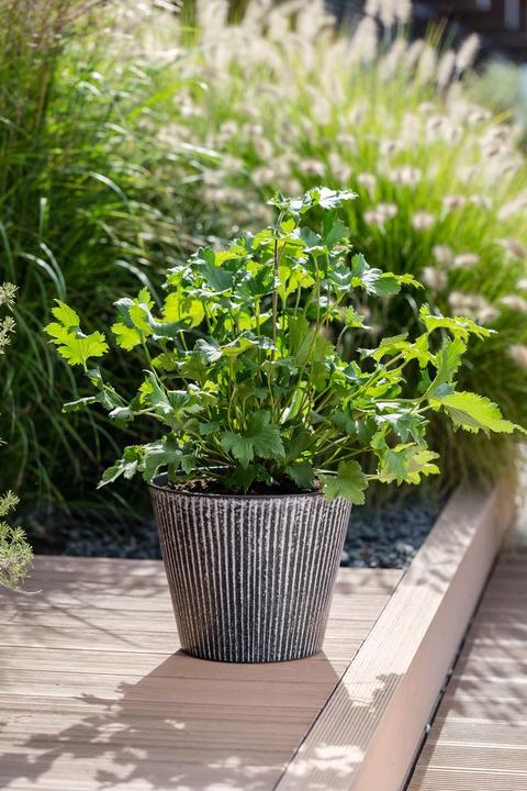 Produktbild Scheurich Purista+ 30, Pflanzgefäss/Pflanzkübel, rund, Farbe: White Line, hergestellt mit recyceltem (29.80 cm)