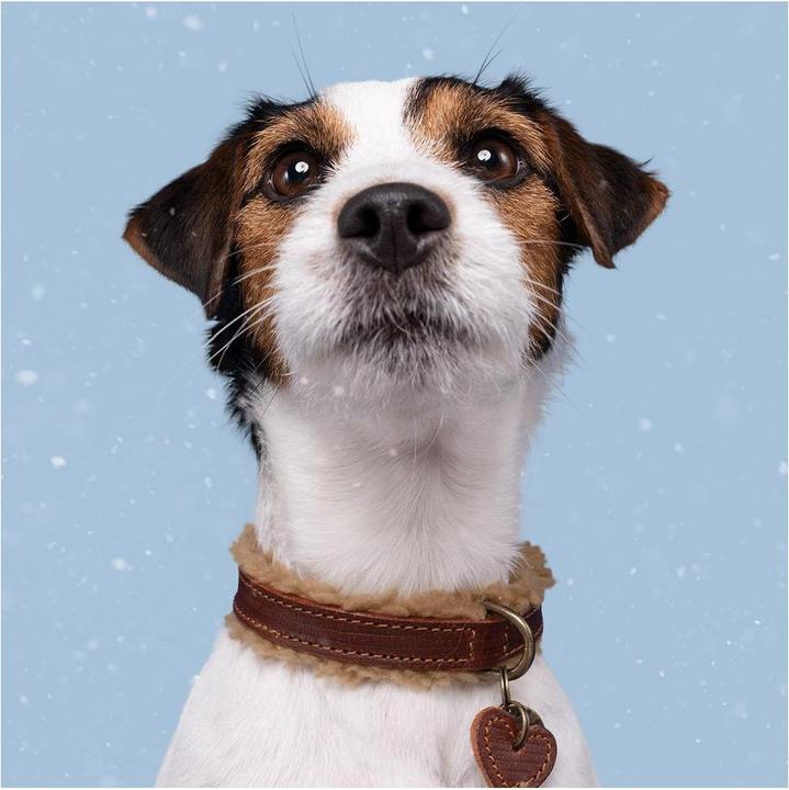 Produktbild Dog with a mission Hundehalsband Teddy (XXS, Hund, Allgemein)