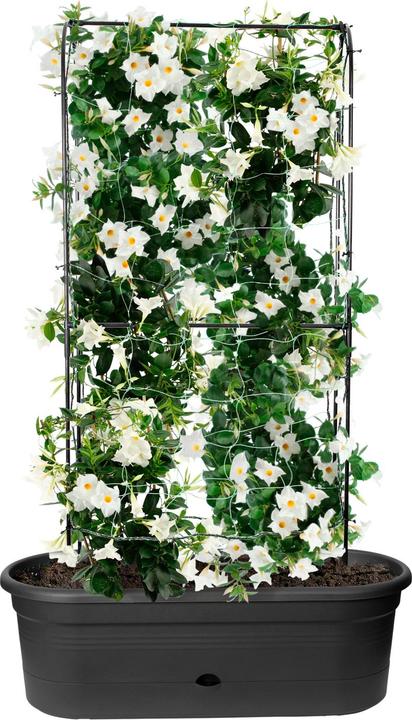 Produktbild Elho Green Basics (78 cm)