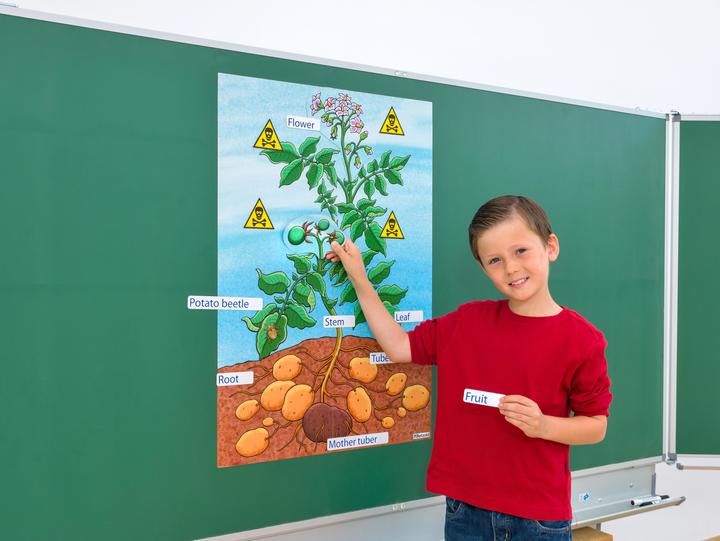 Actual product image Betzold The potato plant