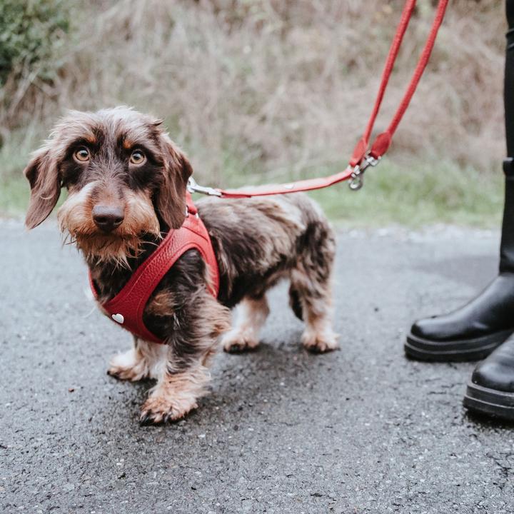 Produktbild Hunter Geschirr Love 37-40/XS-S, Rot/Schwarz, Hundegrösse: S, XS (Hund, Spazieren)