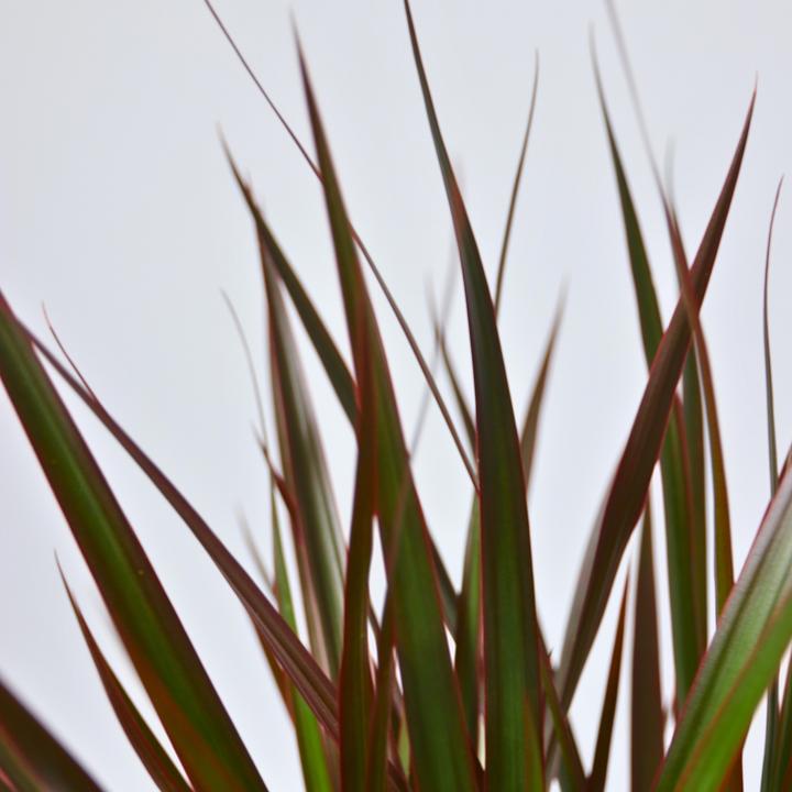 Produktbild Plant in a Box Dracaena Marginata Magenta - Drachenbaum (110 cm)