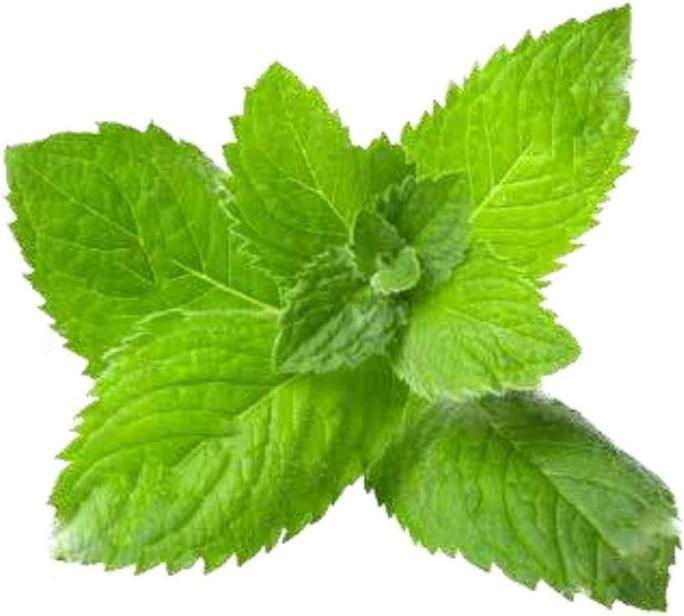 Produktbild Officinalis Dalla Grana Officinalis Ice Menta Gel 90% (1 x, 250 ml, 250 g)
