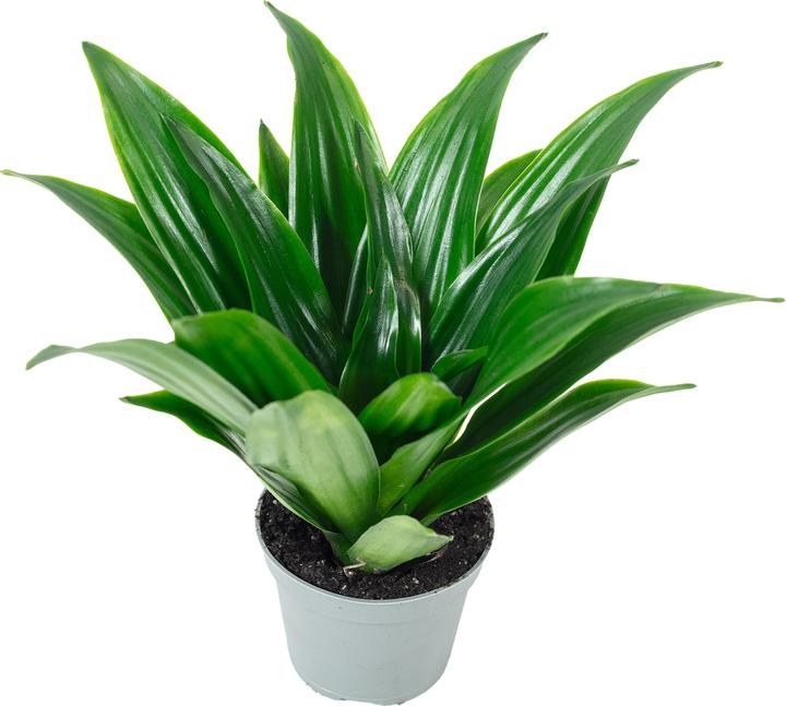 Actual product image Flowerbox Dragon tree Janet Craig - height ca. 15 cm, pot-Ø 6 cm - Dracaena Deremensis Janet Craig (15 cm)