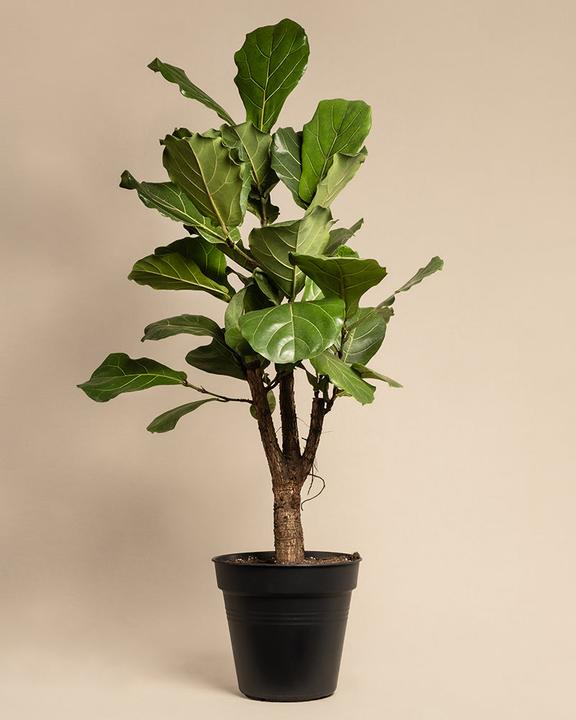 Produktbild feey Geigenfeige XL (125 cm, Frisch umgetopft)