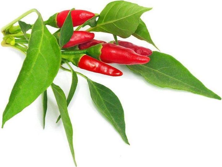 Actual product image Click and Grow Piri piri chilli (Vegetable seeds)