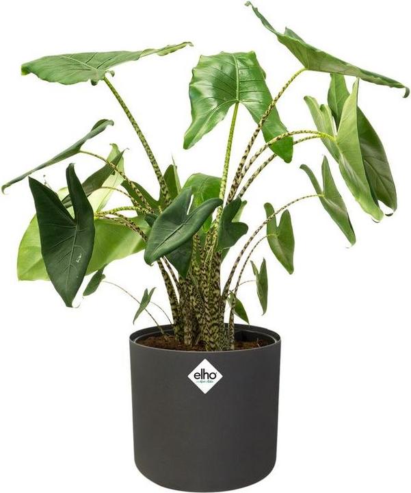 Immagine prodotto Elho b.for soft (18.30 cm)
