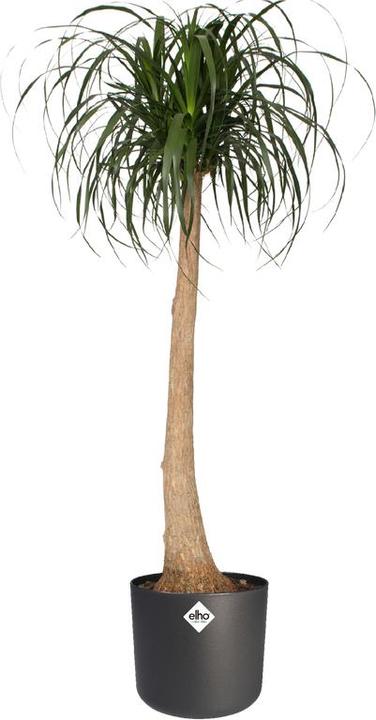 Immagine prodotto Elho b.for soft (18.30 cm)
