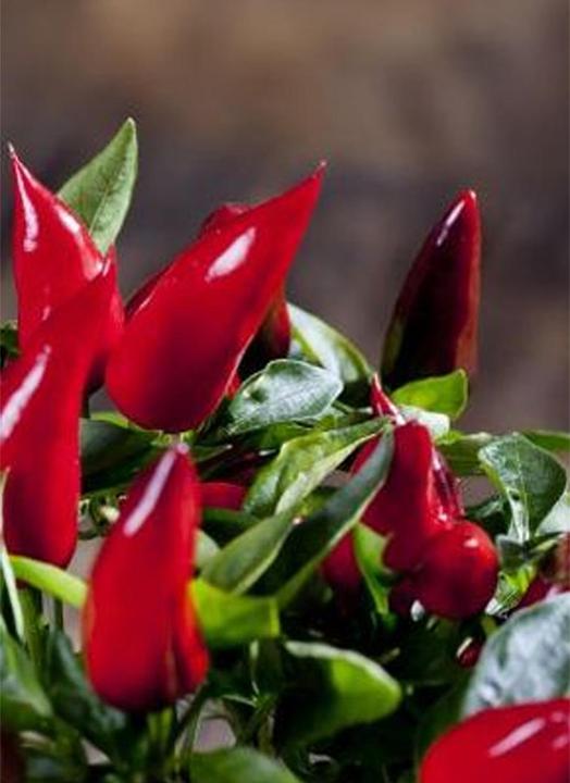 Tropica Chili - Birds-Eye ( Capsicum frutescens ) (Germes)