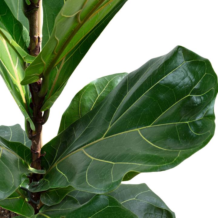 Produktbild Flowerbox Geigenfeige - Ficus Lyrata (100 cm)