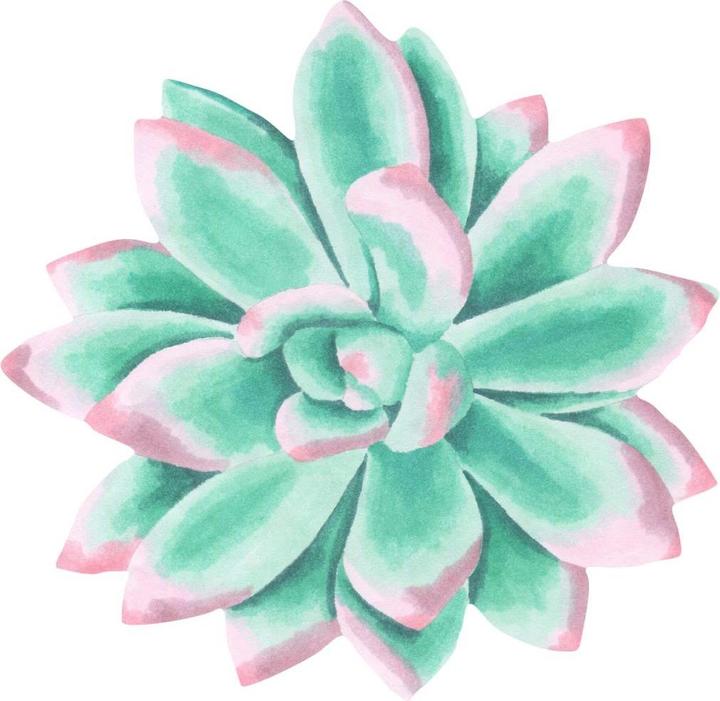 Actual product image Trenddeko Succulent Echeveria Lace Watercolor (60 x 58 cm)