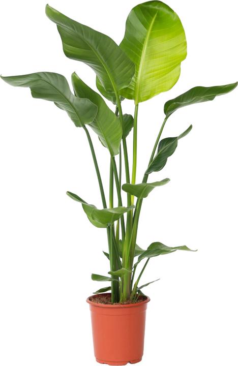Produktbild Plant in a Box Strelitzia Nicolai - Paradiesvogelblume (110 cm)