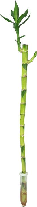 Image du produit Flowerbox Bambou chanceux "Lucky Bamboo" - Dracaena Sanderiana (50 cm)