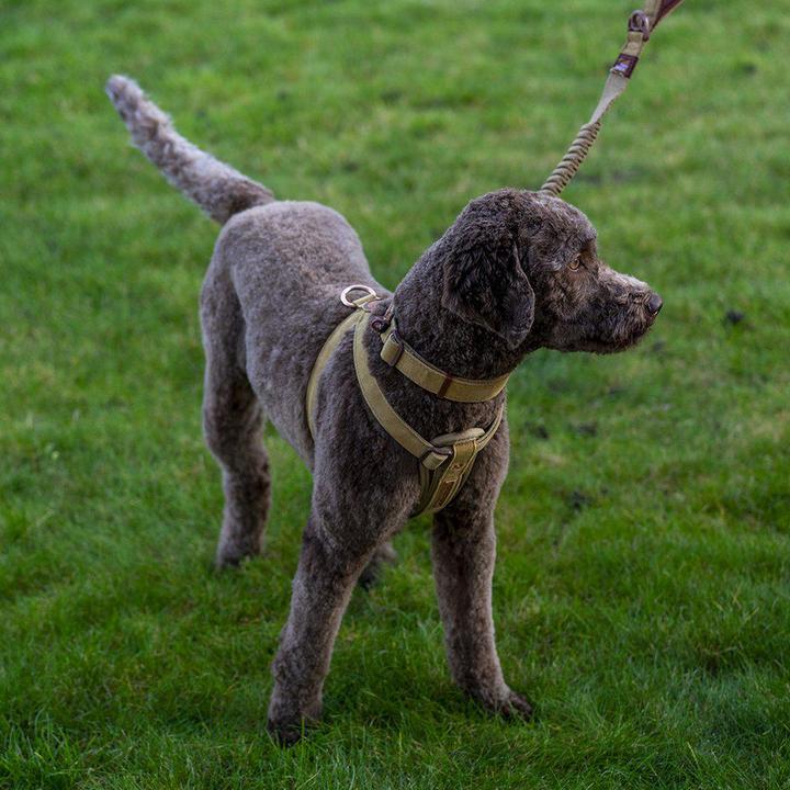 Produktbild EzyDog Harness Corduroy L 49-84Cm 19-35Kg - (605.0274) (L, Hund, Hundesport)