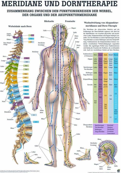 Produktbild Rüdiger Anatomische Lehrtafel Dorntherapie & Meridiane (5.5 x 5.5 x 70 cm)