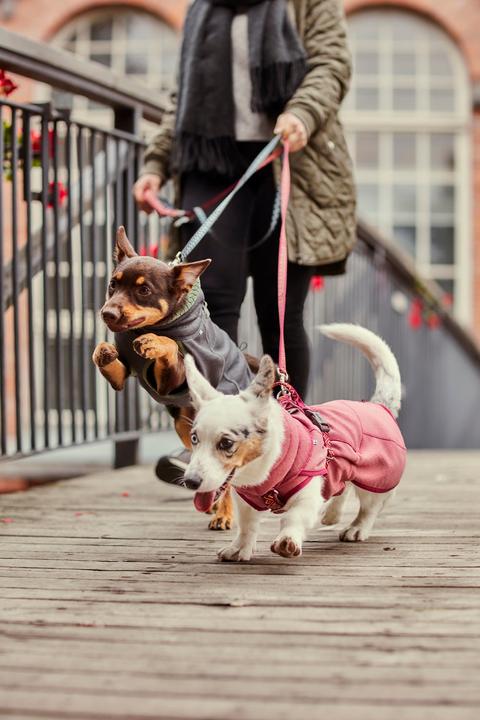 Actual product image Hurtta Razzle-Dazzle blackberry Gr.40 (S, Dog jumper)