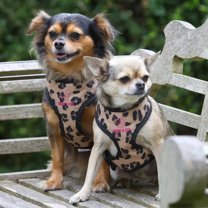 Immagine prodotto Digby & Fox Pettorina per cani con motivo leopardato (S, Cane, Generale)