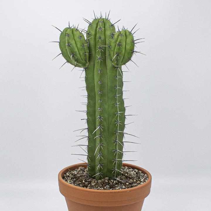 Image du produit Kakteen Gautschi Polaskia chichipe (55 cm)