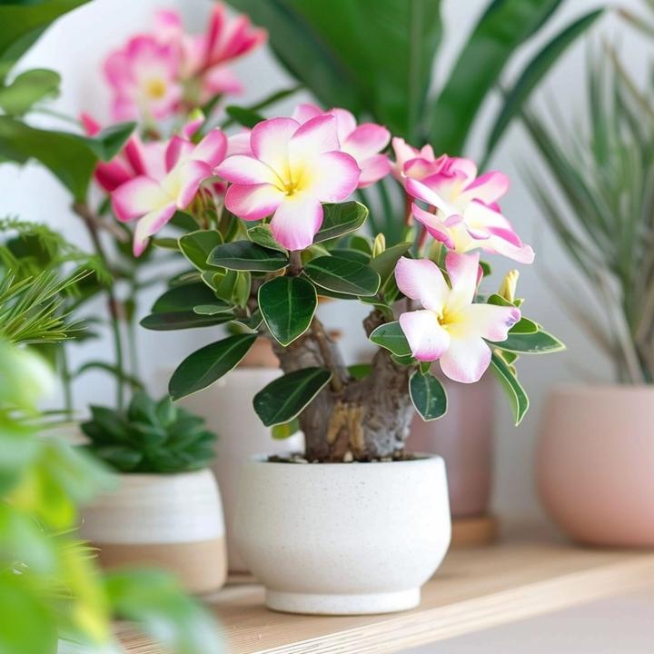 Actual product image Plant in a Box Adenium Obesum 'Pink Star' - Desert Rose (30 cm)