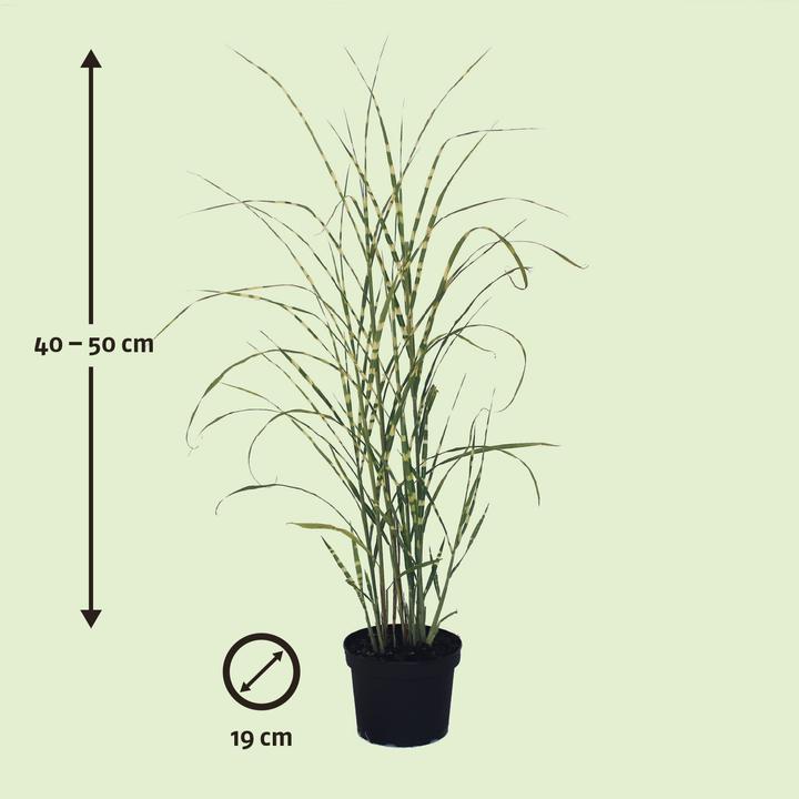 Produktbild Zulauf Chinaschilf / Miscanthus sinensis 'Zebrinus' (40 cm)