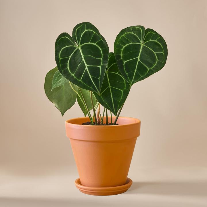 Produktbild Mary and Plants Anthurium Clarinervium Gold mit Terrakotta Topf (50 cm)