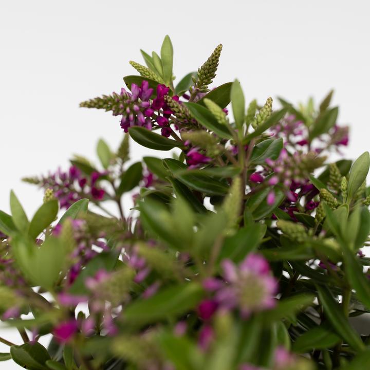 Produktbild Plant in a Box Hebe All Blooms 'Samona' - (30 cm)
