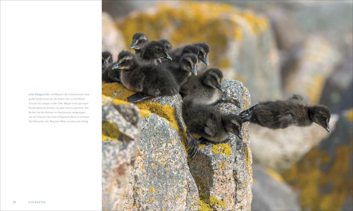 Produktbild Unsere Meere – Naturwunder Nord- und Ostsee (Deutsch, Thomas Behrend, Martina Andrés, 2023)