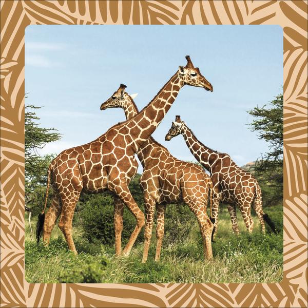 Produktbild Achtung wild - Tiere aus aller Welt 2026 (30 x 30 cm, Harter Einband, Deutsch)
