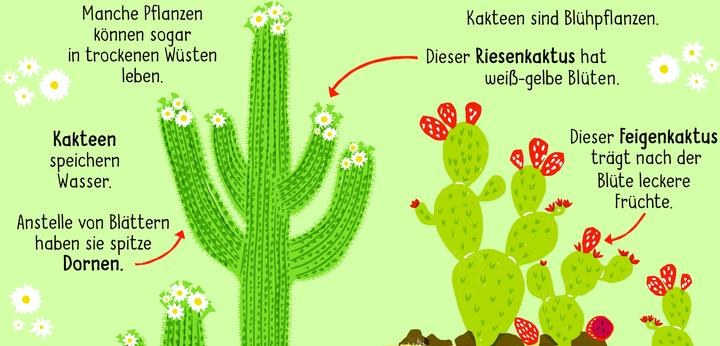 Produktbild 50 Wörter über die Natur - Pflanzen (Deutsch, Tara Pegley-Stanger, 2025)