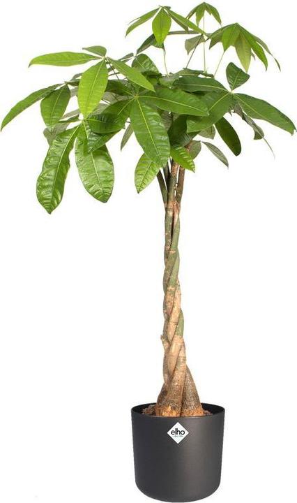 Immagine prodotto Elho b.for soft (18.30 cm)