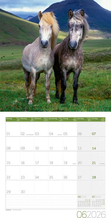 Produktbild Pferde Kalender 2026 - 30x30 (30 x 30 cm, Harter Einband, Deutsch)