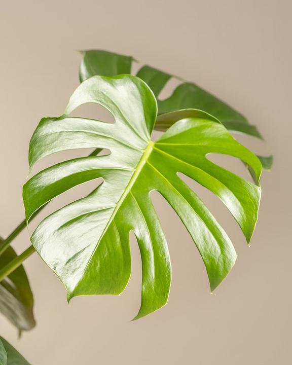 Actual product image feey Large Monstera (65 cm, Freshly repotted)