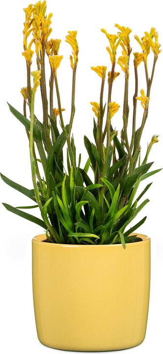 Actual product image Scheurich Solido (18 cm)