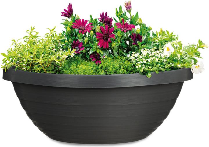 Image du produit Scheurich Star du pays (29 cm)