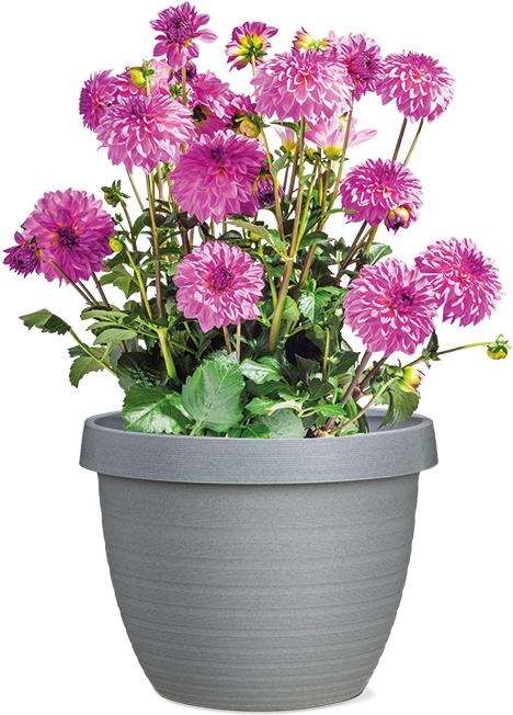 Actual product image Scheurich Country Star (29 cm)