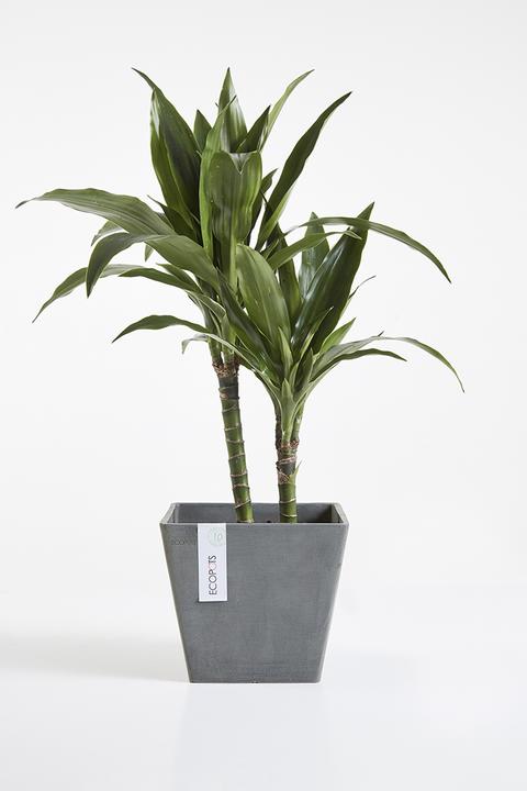 Immagine prodotto Ecopots Rotterdam (30 cm)