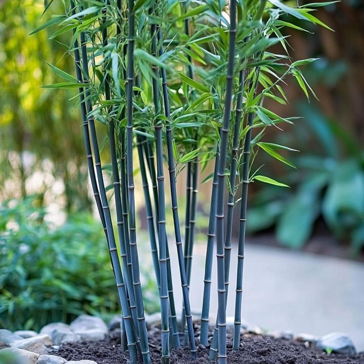 Actual product image Plant in a Box Fargesia papyrifera 'Blue Dragon' - 2er-Set Bambus (30 cm)