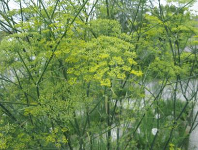 Actual product image Sonnentor Fenchel Tee (215 g)