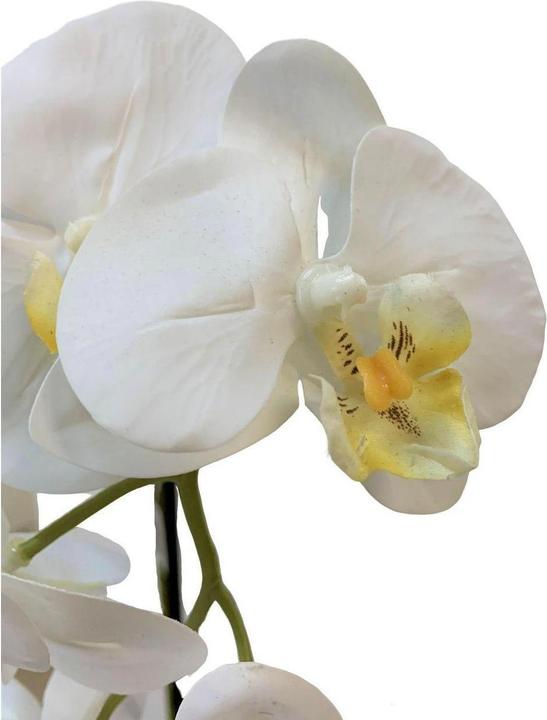 Image du produit Botanic-Haus Phalaenopsis (Orchidée) (67 cm)